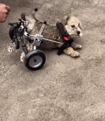 T2509014 Near garbage dump found puppy with paralyzed hind legs part2