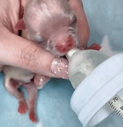 T2509007 rescued newborn part2