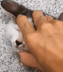 T2509032 this Man rescue kitten and decided to adopt it rescueanimals part2