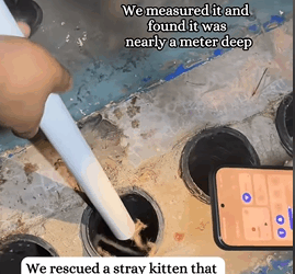 T2509019 kitten rescue animals foryoupage straycat part2