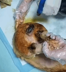 T2509027 Rescuing corgi that was abused by its owner animal animalrescue part2