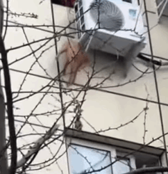 T2509012 adopted stray cat that had been stuck in tree for four days part2
