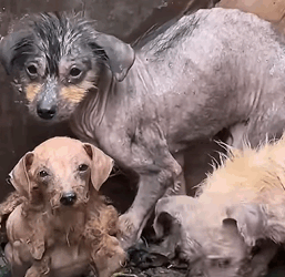 T2509025 Rescue homeless dogs rescue animals rescueanimals puppy dog part2