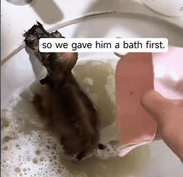 T2509009 adopted little puppy adoptdontshop puppy rescue dogsoftiktok part2