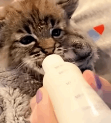 T2509020 kind man rescued kitten but didn expect it to get this big fyp part2