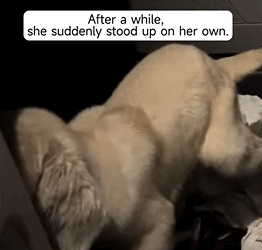 T2509010 rescued newborn lamb on the road and then lamb goat rescue part2