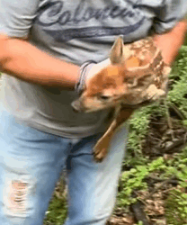 T2509024 rescue the little deer from the ferocious fox rescue animals rescue part2