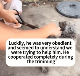 T2509030 The Warm Transformation of Mop Dog rescue cute love rescueanim part2