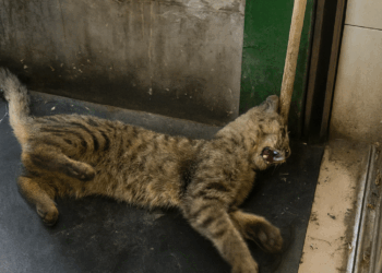 From Pain to Hope: The Heartbreaking Rescue of an Abandoned Cat on the Sidewalk