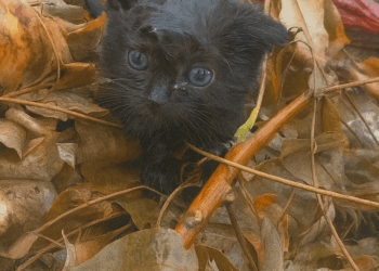 Thrown Away but Still Holding On: The Touching Rescue of a Sick, Abandoned Cat