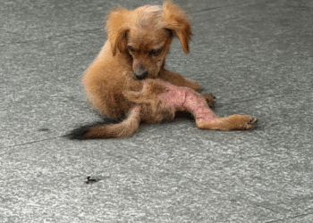 From Pain to Healing: The Heartbreaking Rescue of a Dog Suffering from Severe Mange