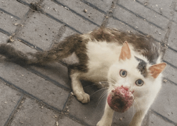 Hope in Despair: The Emotional Rescue of a Cat with a Bleeding Tumor
